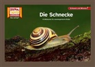 Die Schnecke / Kamishibai Bildkarten