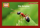 Die Ameise / Kamishibai Bildkarten