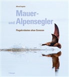 Alfred Engeler - Mauer- und Alpensegler