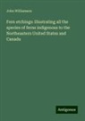John Williamson - Fern etchings: illustrating all the species of ferns indigenous to the Northeastern United States and Canada