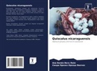 Sindi Orozko Orozco Vilchez, Ana Belén Vega León - Quiscalus nicaraguensis