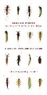 Jay R. (Distinguished Professor of Ichthyology Stauffer Jr., Caleb J. (Aquatic Ecologist Tzilkowski - Common Nymphs of Eastern North America