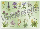Quelle &amp; Meyer Verlag - Tischset "Wiesenblumen"