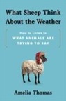 Amelia Thomas - What Sheep Think about the Weather