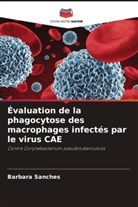 Barbara Sanches - Évaluation de la phagocytose des macrophages infectés par le virus CAE