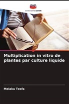 Melaku Tesfa - Multiplication in vitro de plantes par culture liquide