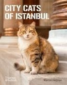 Marcel Heijnen, Heijnen Marcel, Marcel Heijnen - City Cats of Istanbul