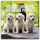 Red Robin, Red Robin Publishing Ltd, Robin Red - Yellow Labrador Retriever Puppies - Gelbe Labrador Retriever Welpen 2025 - 16-Monatskalender