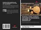 Luiz Eduardo de Lima Melo, Fabio Akira Mori - Anatomy of the cambium and wood of Schizolobium parahyba var. amazonicum