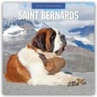 Red Robin, Red Robin Publishing Ltd - Saint Bernards - Bernhardiner 2025 - 16-Monatskalender