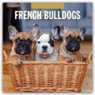 Red Robin, Red Robin Publishing Ltd - French Bulldogs - Französische Bulldoggen 2025 - 16-Monatskalender