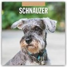Red Robin, Red Robin Publishing Ltd - Schnauzer 2025 - 16-Monatskalender