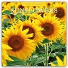 Red Robin, Red Robin Publishing Ltd - Sunflowers - Sonnenblumen 2025 - 16-Monatskalender