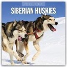 Red Robin, Red Robin Publishing Ltd - Siberian Huskies - Sibirischer Husky - Sibirische Huskys 2025 - 16-Monatskalender
