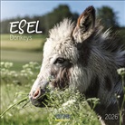 Verlag Korsch - Esel 2026