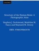 DeArmond Stephen J., Dewey Maynard M., Fusco Madeline M. - Structure of the Human Brain