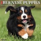 Willow Creek Press - Bernese Mountain Puppies 2026 12 X 12 Wall Calendar
