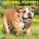 Willow Creek Press - Bulldog Puppies 2026 12 X 12 Wall Calendar