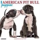 Willow Creek Press - American Pit Bull Terrier Puppies 2026 12 X 12 Wall Calendar