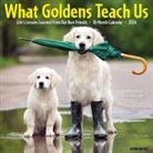 Willow Creek Press - What Goldens Teach Us 2026 12 X 12 Wall Calendar