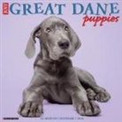 Willow Creek Press - Great Dane Puppies 2026 12 X 12 Wall Calendar