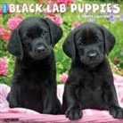 Willow Creek Press - Black Lab Puppies 2026 12 X 12 Wall Calendar