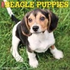 Willow Creek Press - Beagle Puppies 2026 12 X 12 Wall Calendar