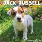 Willow Creek Press - Jack Russell Puppies 2026 12 X 12 Wall Calendar