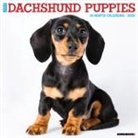 Willow Creek Press - Dachshund Puppies 2026 12 X 12 Wall Calendar