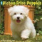 Willow Creek Press - Bichon Frise Puppies 2026 12 X 12 Wall Calendar