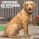 Willow Creek Press - Chesapeake Bay Retrievers 2026 12 X 12 Wall Calendar