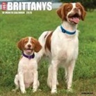 Willow Creek Press - Brittanys 2026 12 X 12 Wall Calendar