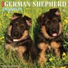 Willow Creek Press - German Shepherd Puppies 2026 12 X 12 Wall Calendar