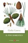 Giulia Caneva - Il pino domestico