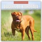 Robin Red, Red Robin, Red Robin Publishing Ltd - Dogues de Bordeaux - Bordeauxdoggen - Bordeaux Doggen 2026 - 16-Monatskalender