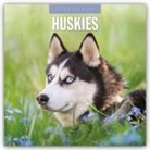 Robin Red, Red Robin, Red Robin Publishing Ltd - Huskies - Husky - Huskys 2026 - 16-Monatskalender