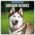 Robin Red, Red Robin, Red Robin Publishing Ltd - Siberian Huskies - Sibirischer Husky - Sibirische Huskys 2026 - 16-Monatskalender