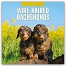 Robin Red, Red Robin, Red Robin Publishing Ltd - Wire-Haired Dachshunds - Rauhaardackel 2026 - 16-Monatskalender