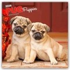 BrownTrout Publishers Inc, Browntrout Publishers - Pug Puppies - Mops Welpen 2026 - 16-Monatskalender