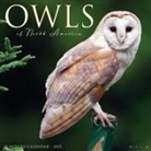Willow Creek Press - Owls 2026 12 X 12 Wall Calendar