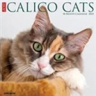 Willow Creek Press - Calico Cats 2026 12 X 12 Wall Calendar