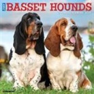 Willow Creek Press - Basset Hounds 2026 12 X 12 Wall Calendar