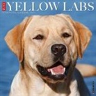 Willow Creek Press - Yellow Labs 2026 12 X 12 Wall Calendar