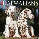 Willow Creek Press - Dalmatians 2026 12 X 12 Wall Calendar