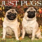 Willow Creek Press - Pugs 2026 12 X 12 Wall Calendar