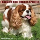 Willow Creek Press - Cavalier King Charles Spaniels 2026 12 X 12 Wall Calendar