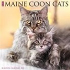 Willow Creek Press - Maine Coon Cats 2026 12 X 12 Wall Calendar
