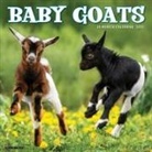 Willow Creek Press - Baby Goats 2026 12 X 12 Wall Calendar