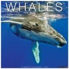 Willow Creek Press - Whales 2026 12 X 12 Wall Calendar