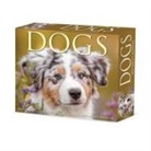 Willow Creek Press - Dogs 2026 5.4 X 6.2 Box Calendar